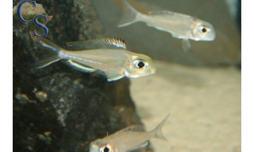 Xenotilapia ornatipinnis burundi